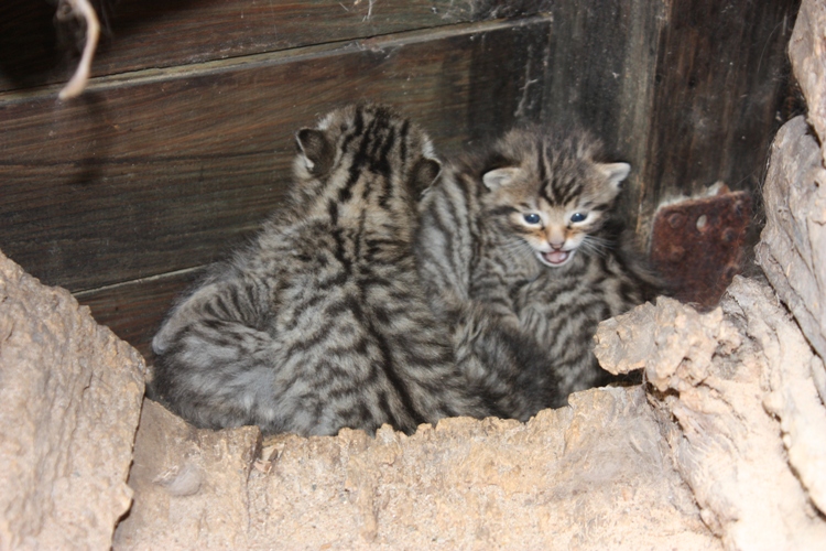 Mai 2014 Wildkatzennachwuchs