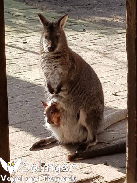 24.03.2019 Erstes Foto des Känguru-Nachwuchses