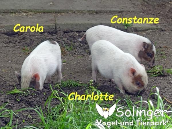 Neue  Bewohnerinnen auf der Schweineanlage