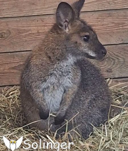 21.08.2026 – Känguru Flora zieht ein