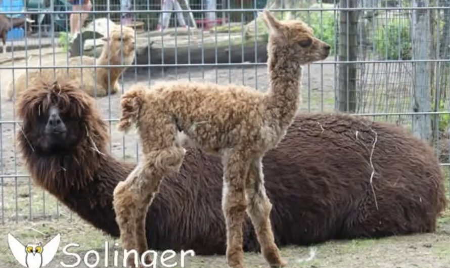 Alpaka Nachwuchs im Solinger Vogel- und Tierpark